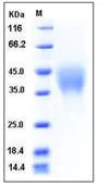 SDS-PAGE - Recombinant Mouse PILRA protein (His tag) (AB276798)