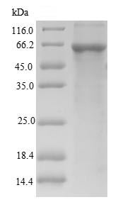 Recombinant Mouse PLBD2 protein (His tag)