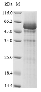 SDS-PAGE - Recombinant Mouse PLD3 protein (AB289741), expandable thumbnail