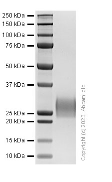 SDS-PAGE - Recombinant Mouse PLGF Protein (AB313694), expandable thumbnail
