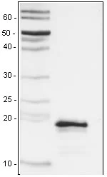 SDS-PAGE - Recombinant Mouse Podoplanin protein (AB129032)