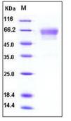 SDS-PAGE - Recombinant Mouse Podoplanin protein (Fc Chimera His Tag) (AB276802), expandable thumbnail