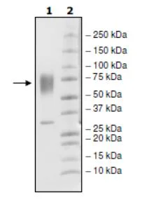 SDS-PAGE - Recombinant Mouse Poliovirus Receptor/PVR protein (Biotin) (His tag C-Terminus) (AB271625)