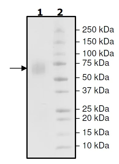 SDS-PAGE - Recombinant Mouse Poliovirus Receptor/PVR protein (His tag) (AB271624)