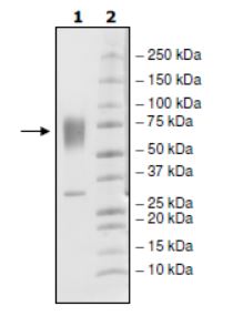 SDS-PAGE - Recombinant Mouse Poliovirus Receptor/PVR protein (His tag) (Biotin) (AB271625), expandable thumbnail