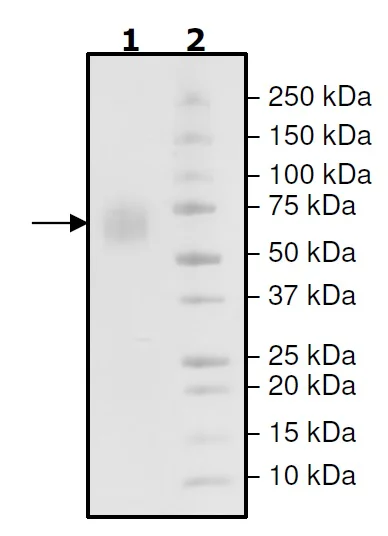 SDS-PAGE - Recombinant Mouse Poliovirus Receptor/PVR protein (His tag C-Terminus) (AB271624)