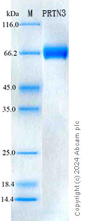 SDS-PAGE - Recombinant Mouse PR3 Protein Standard (His tag) (AB316642)