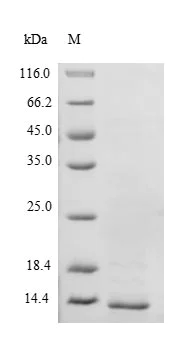 SDS-PAGE - Recombinant Mouse Prealbumin protein (AB226451)