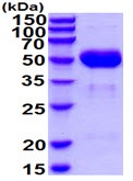 SDS-PAGE - Recombinant Mouse Protective protein/Cathepsin A (PPCA) (His tag) (AB222429), expandable thumbnail
