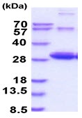 SDS-PAGE - Recombinant Mouse RALA protein (His tag) (AB227388), expandable thumbnail