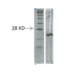 SDS-PAGE - Recombinant mouse RANKL protein (AB51941)