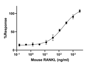 Biological Activity - Recombinant Mouse RANKL Protein (Active) (AB307187), expandable thumbnail