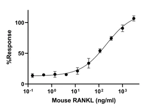 Functional Studies - Recombinant Mouse RANKL Protein (Active) (AB307187)