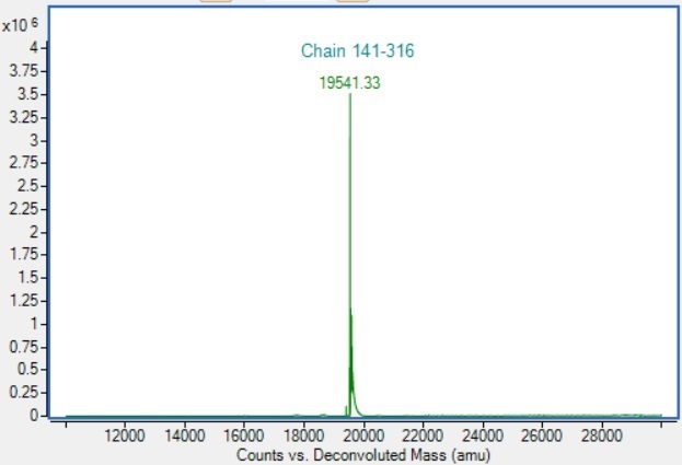 Mass Spectrometry - Recombinant Mouse RANKL Protein (Active) (AB307187), expandable thumbnail