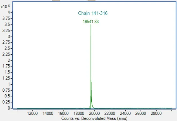 Mass Spectrometry - Recombinant Mouse RANKL Protein (Active) (AB307187)