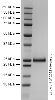 SDS-PAGE - Recombinant Mouse RANKL Protein (Active) (AB307187), expandable thumbnail