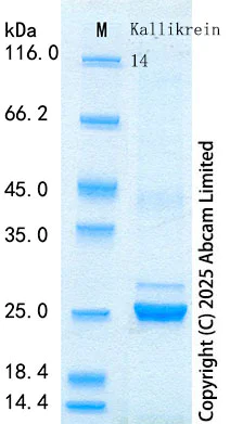 SDS-PAGE - Recombinant Mouse, Rat Kallikrein 14 Protein Standard (AB316721)