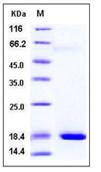 SDS-PAGE - Recombinant Mouse Reg3a protein (His tag) (AB276789)