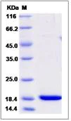 SDS-PAGE - Recombinant Mouse Reg3b protein (His tag) (AB276994)