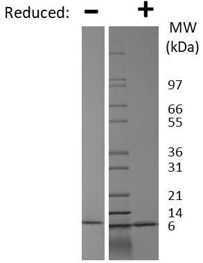 SDS-PAGE - Recombinant Mouse RELM alpha/Retnla protein (AB269230)
