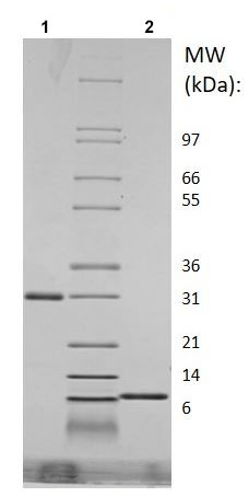 SDS-PAGE - Recombinant Mouse RELM Gamma protein (AB219132), expandable thumbnail