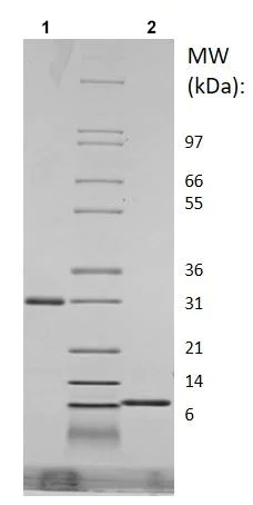 SDS-PAGE - Recombinant Mouse RELM Gamma protein (AB219132)