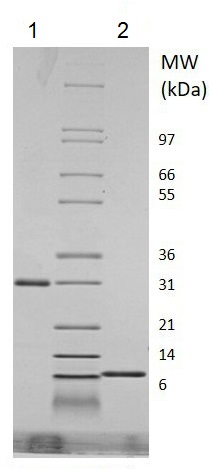 SDS-PAGE - Recombinant Mouse RELM Gamma protein (Animal Free) (Animal Free) (AB219127), expandable thumbnail
