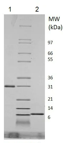SDS-PAGE - Recombinant Mouse RELM Gamma protein (Animal Free) (Animal Free) (AB219127)