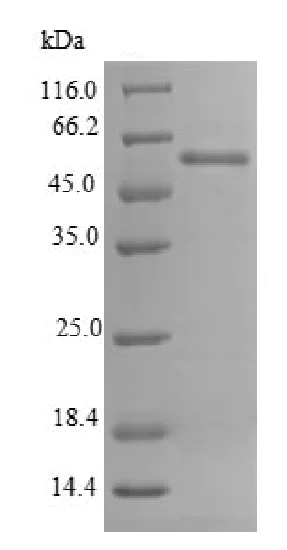 SDS-PAGE - Recombinant Mouse Renalase protein (His tag) (AB226429)