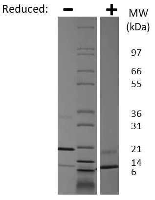 SDS-PAGE - Recombinant mouse Resistin protein (Active) (AB269231)