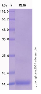 SDS-PAGE - Recombinant Mouse Resistin Protein Standard (AB316424), expandable thumbnail