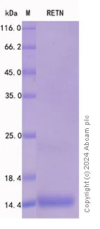 SDS-PAGE - Recombinant Mouse Resistin Protein Standard (AB316424)