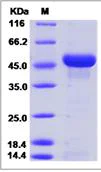 SDS-PAGE - Recombinant Mouse Reticulocalbin 3 protein (His tag) (AB277008)
