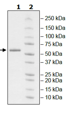 SDS-PAGE - Recombinant mouse RIP protein (Active) (GST tag N-Terminus) (AB271733)