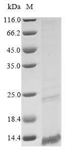 SDS-PAGE - Recombinant Mouse ROMO1 protein (AB289743)