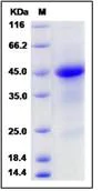 SDS-PAGE - Recombinant mouse RSPO1 protein (His tag) (AB276813)