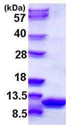 SDS-PAGE - Recombinant Mouse S100 alpha 6/PRA protein (His tag N-Terminus) (AB108124)