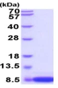 SDS-PAGE - Recombinant Mouse S100 beta protein (Tag Free) (AB222956)
