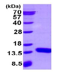 SDS-PAGE - Recombinant Mouse S100A3 protein (His tag N-Terminus) (AB130025)