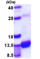 SDS-PAGE - Recombinant Mouse S100A4 protein (AB109341)