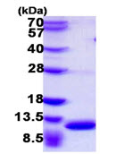 SDS-PAGE - Recombinant Mouse S100A8 protein (His tag N-Terminus) (AB108120)