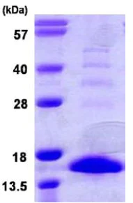 SDS-PAGE - Recombinant Mouse S100A9 protein (His tag N-Terminus) (AB109951)