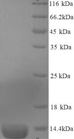 SDS-PAGE - Recombinant Mouse SAA3 protein (AB238216), expandable thumbnail