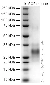 SDS-PAGE - Recombinant mouse SCF protein (Active) (AB259390)