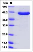 SDS-PAGE - Recombinant Mouse Semaphorin 3A protein (His tag) (AB276887)