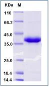 SDS-PAGE - Recombinant Mouse SFRP1 protein (His tag) (AB276750)