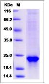 SDS-PAGE - Recombinant Mouse Shh protein (His tag) (AB276980)