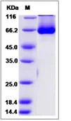 SDS-PAGE - Recombinant Mouse SHP2 protein (His tag) (AB276849)