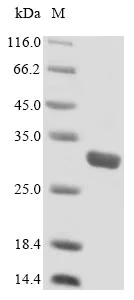 SDS-PAGE - Recombinant Mouse SLAMF7/CS1 protein (His tag) (AB235972)
