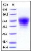 SDS-PAGE - Recombinant Mouse SLAMF7/CS1 protein (His tag) (AB276793), expandable thumbnail